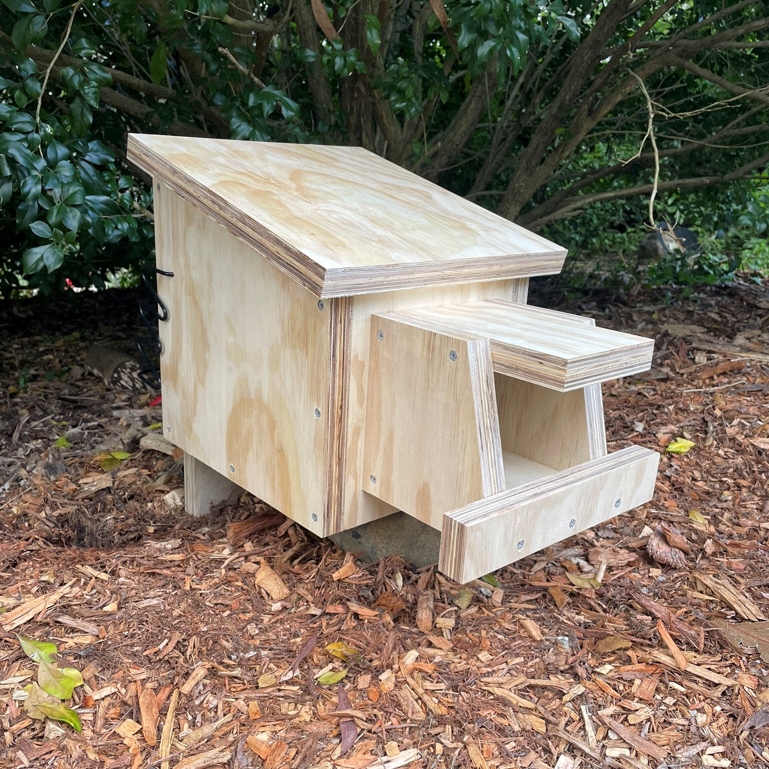 Laughing Kookaburra Nest Box Bare Timber Blue-winged Kookaburra Nesting